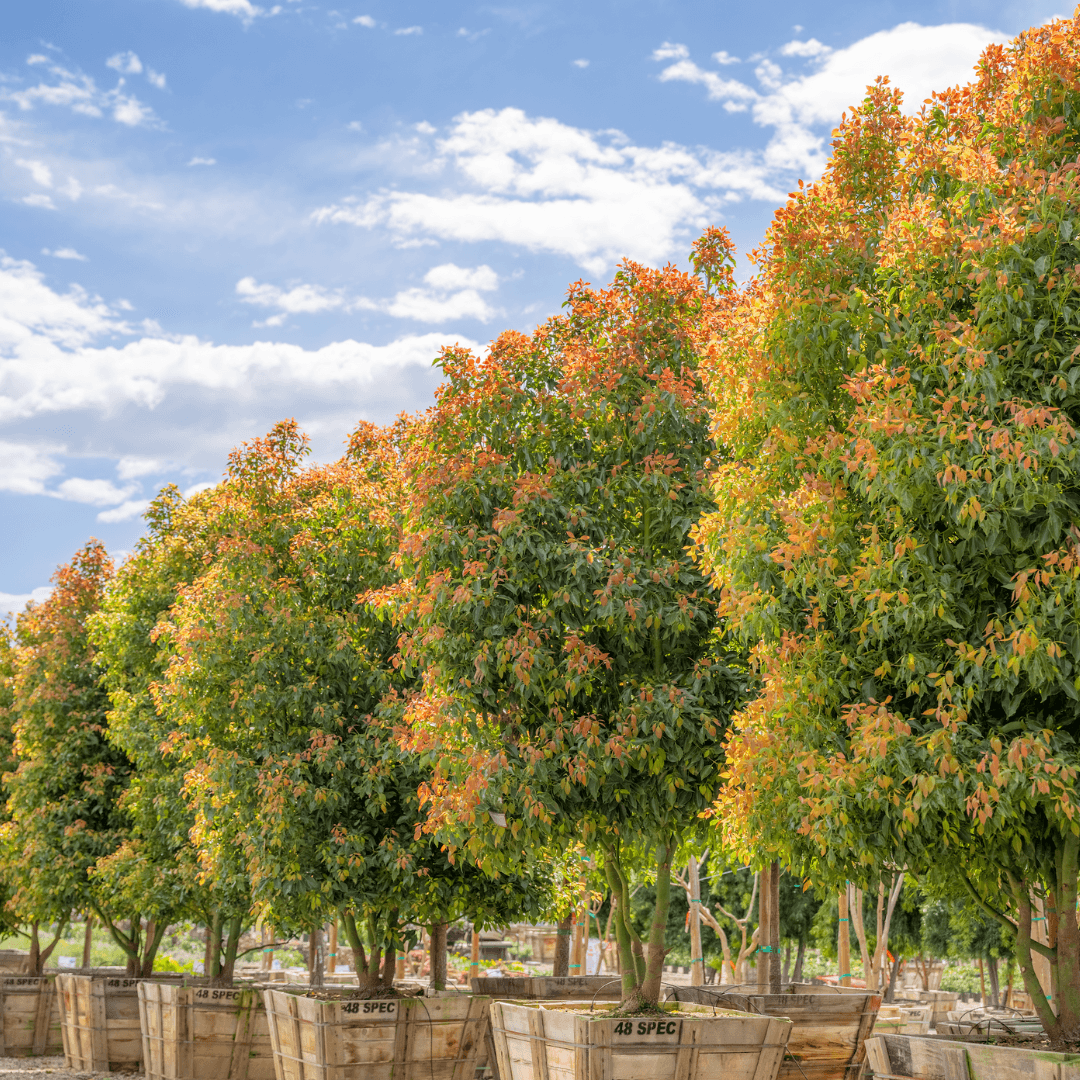 Camphor trees