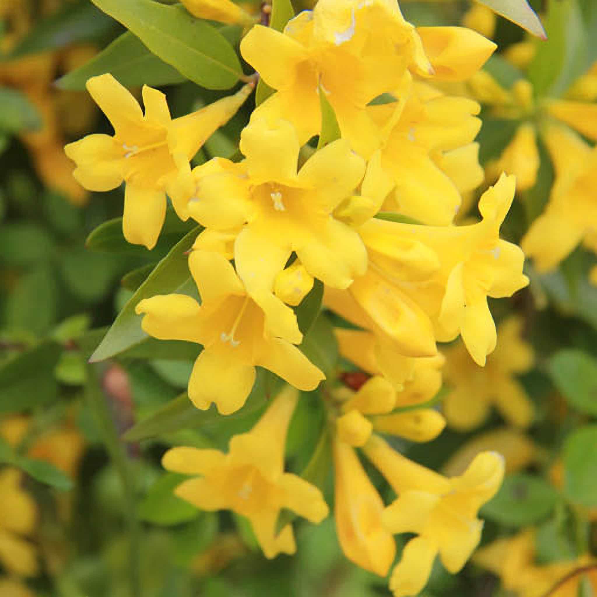 Carolina Jasmine