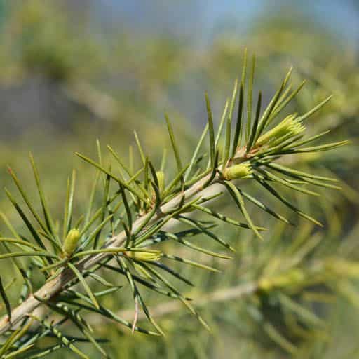 Deodar Cedar tree close up.