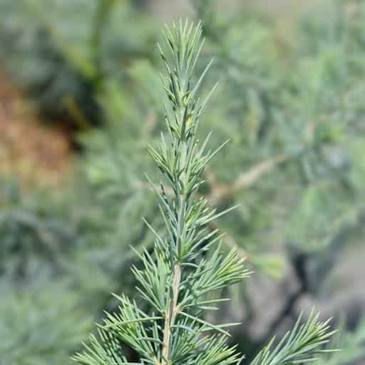 Deodar Cedar tree up close.