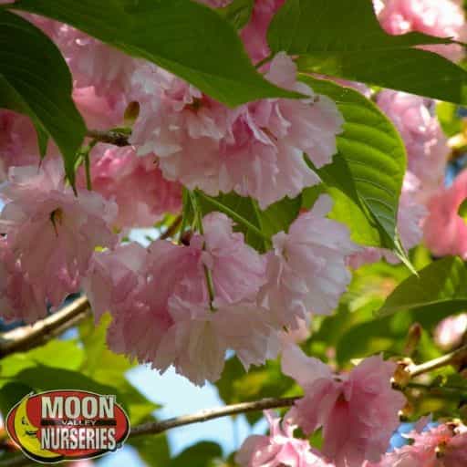 Cherry Kwanzan Flowers