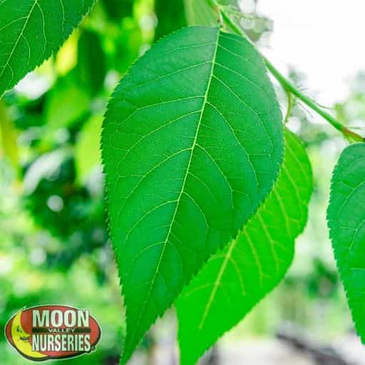 Cherry Kwanzan leaf