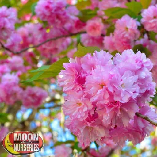 Cherry Kwanzan Flowering