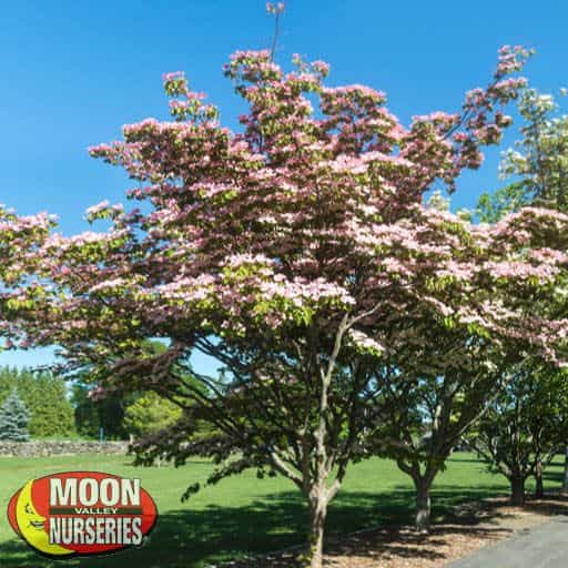 Chinese Fringe Tree