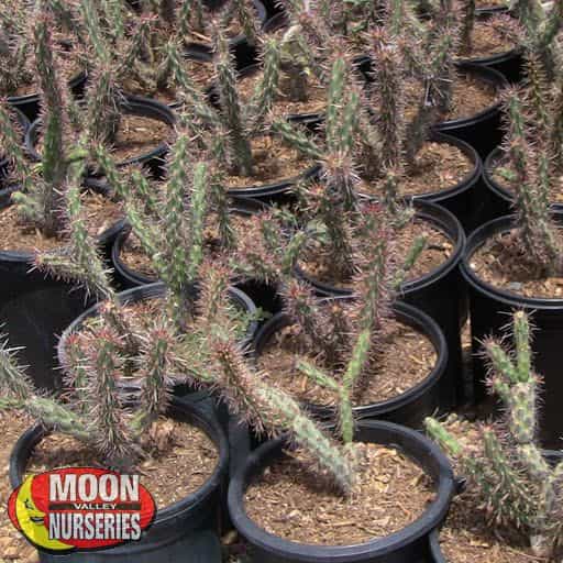 Cholla cacti in the grow yard