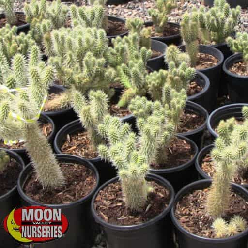 Cholla cacti in the grow yard