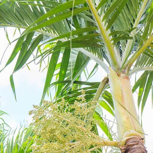 Close up of the Christmas Palm tree.
