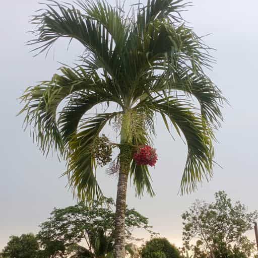 Christmas Palm tree canopy.
