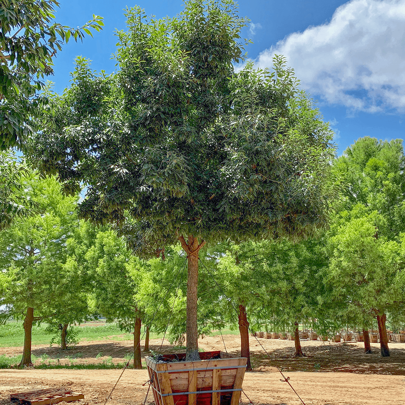 Chinquapin Oak specimen
