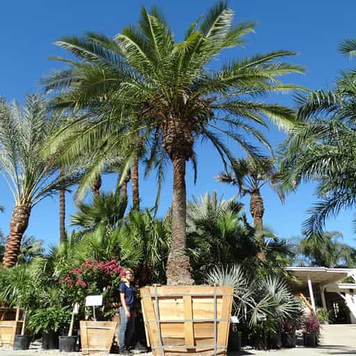 Cliff Date Palm in the Nursery with a person