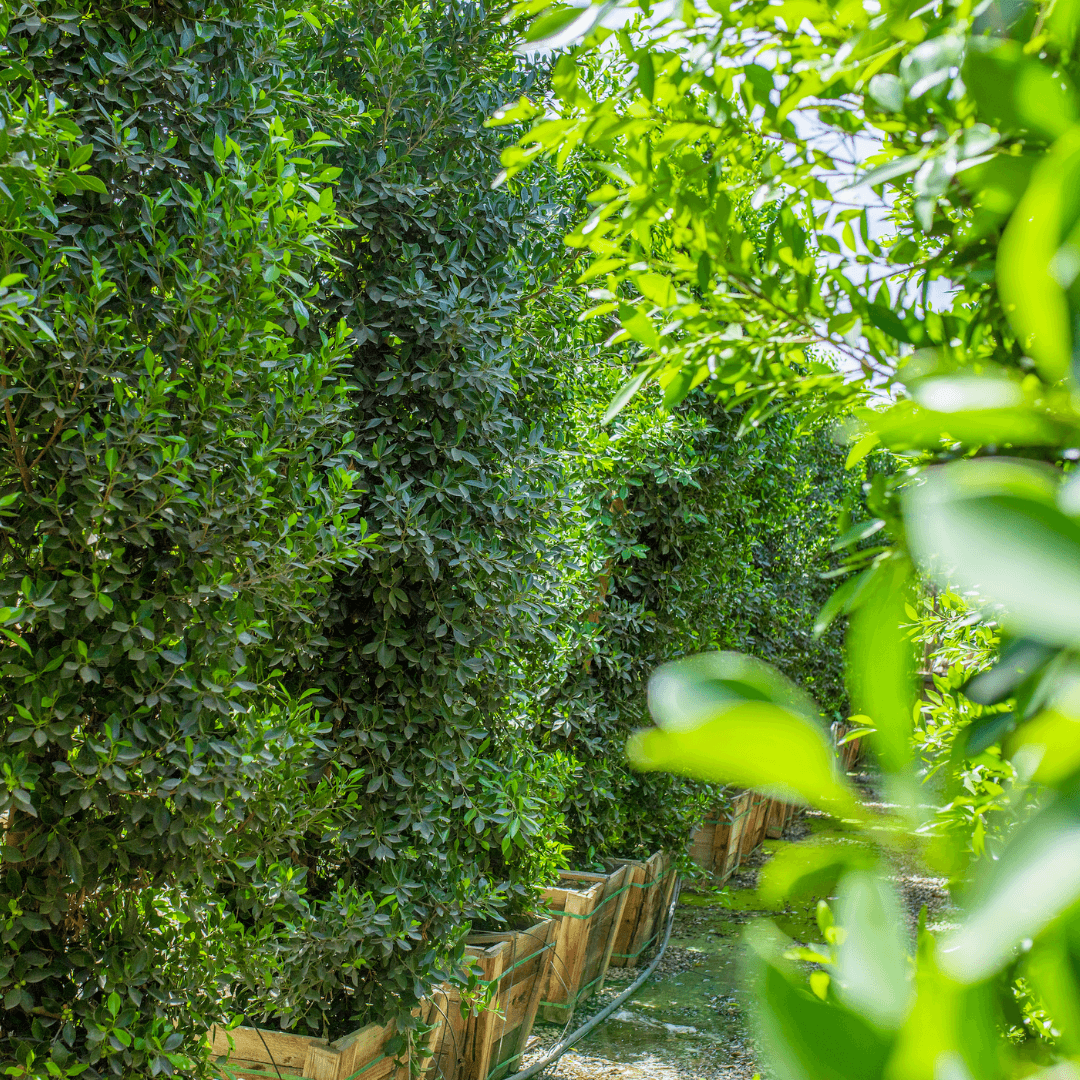 Close Up Ficus Columns