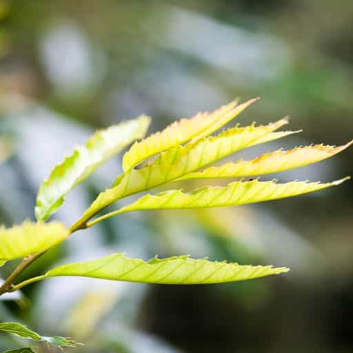 Chinese Oak tree close up.