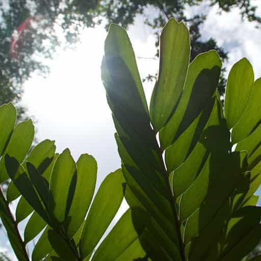 Coontie Palm foliage close up.