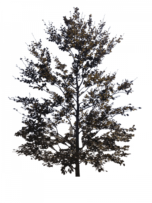 Copper Beech isolated