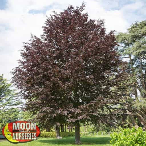 Copper Beech tree in and landscape
