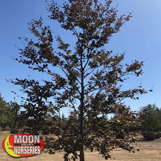 Copper Beech in the grow yard