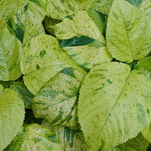 Copper Leaf foliage close up.