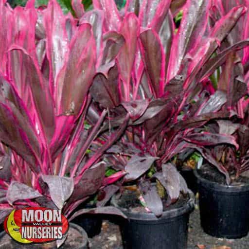 Good Luck Tree | Shrubs | Moon Valley Nurseries