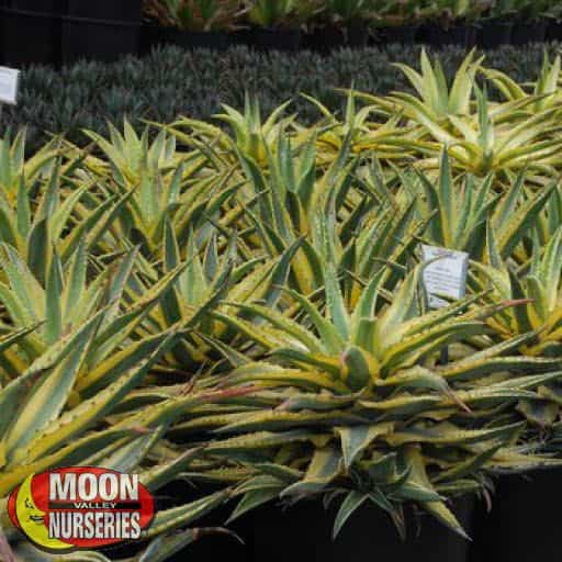 Cornelius Agave in the nursery