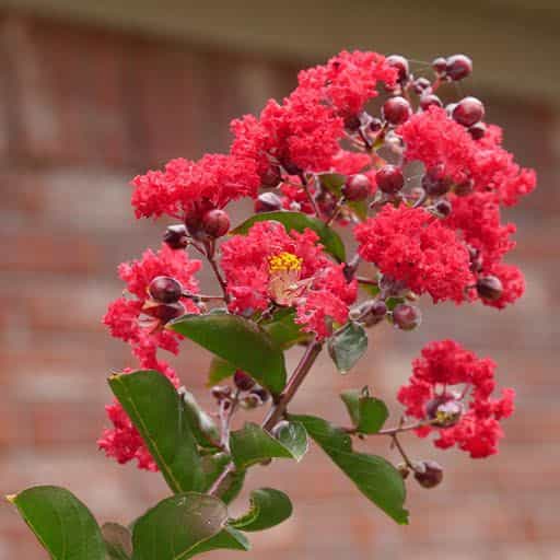 Country Red Crape Myrtle
