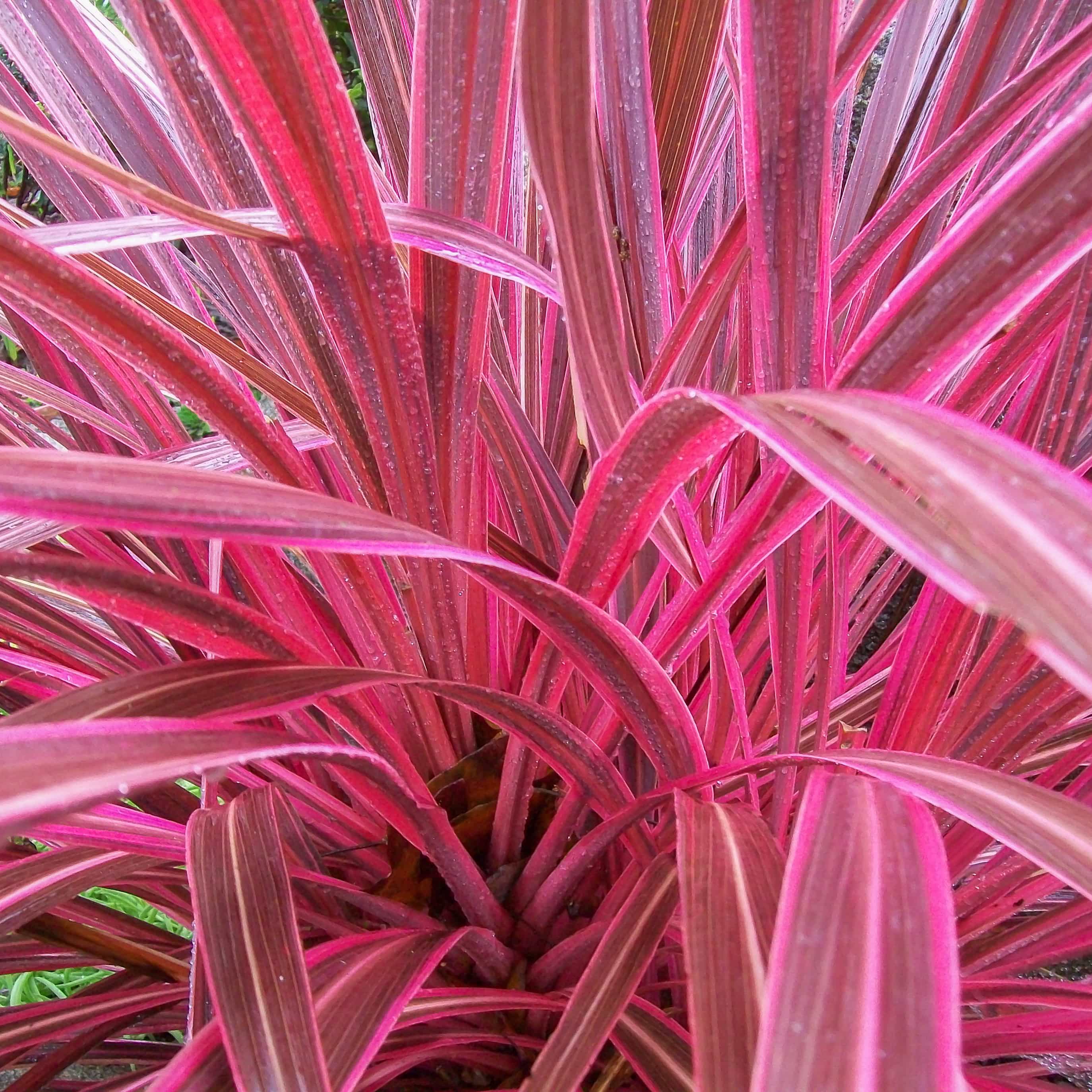 Cordyline Pink Electric