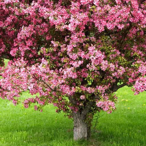 Crabapple Tree Canopy.