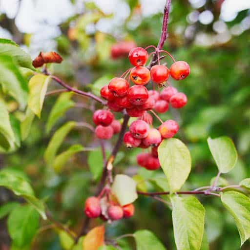 Crabapple Tree Close Up.