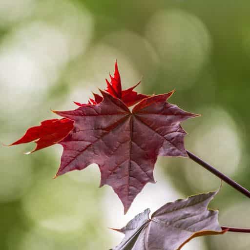 Crimson King Maple tree close up.