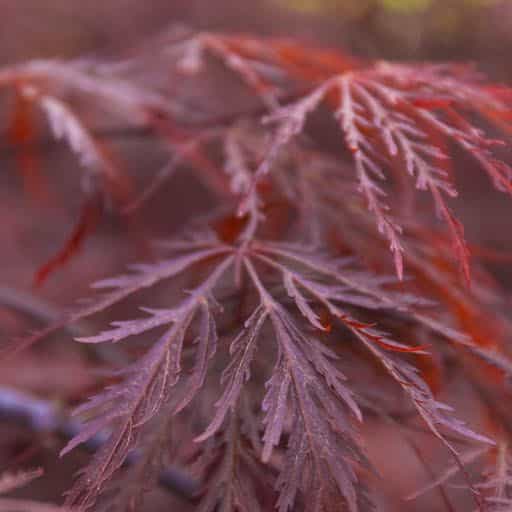 Close up of the foliage of the Japanese Maple Crimson Queen.