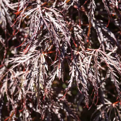 Japanese Maple Crimson Queen close up.