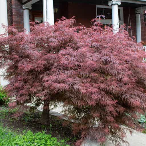 Japanese Maple Crimson Queen planted in a front yard.
