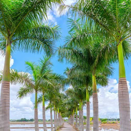 Cuban Royal Palm trees.