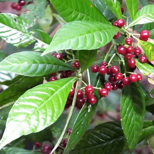 Dahoon Holly tree.