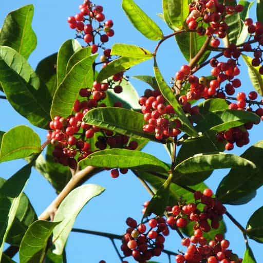 Close up of a Dahoon Holly.