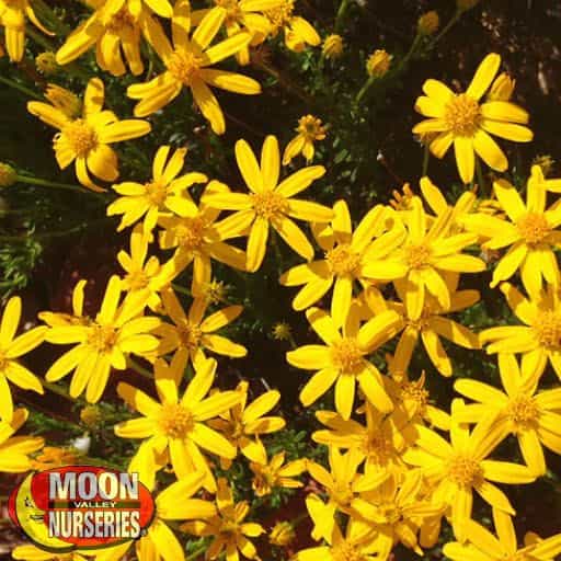 Damianita Daisy flowers close up