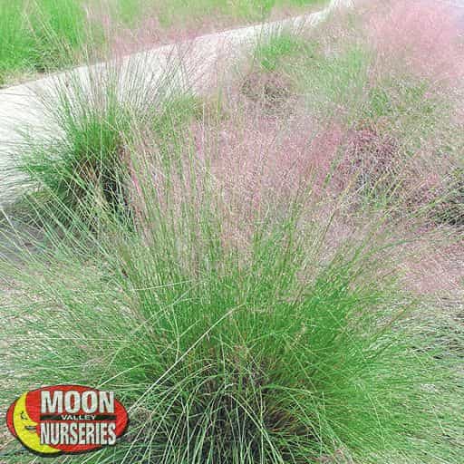Pink Muhly Shrubs Moon Valley Nursery