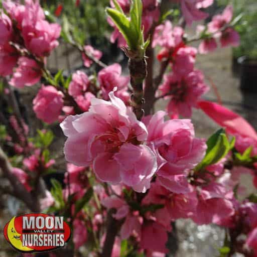Desert Dawn Nectarine In Bloom