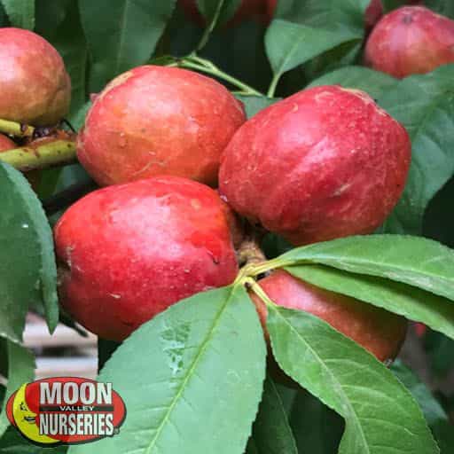 Desert Delight Nectarine Citrus and Fruit Moon Valley Nurseries