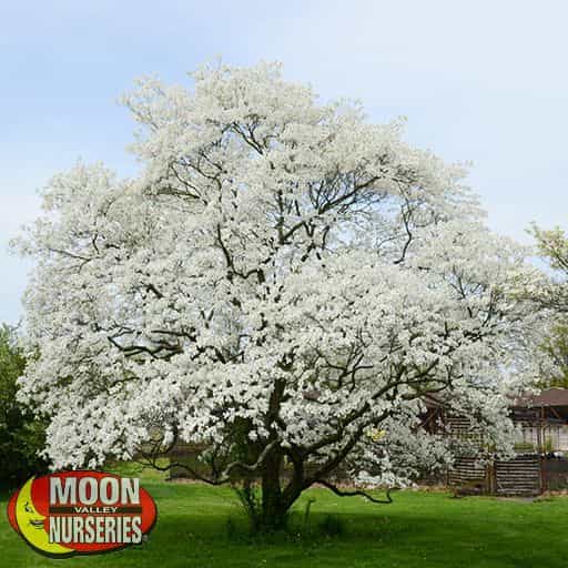 Large Dogwood tree in a landscape