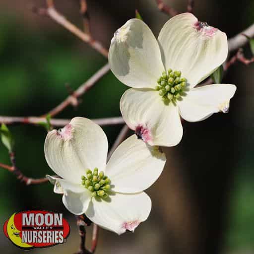 Dogwood tree flowers up close