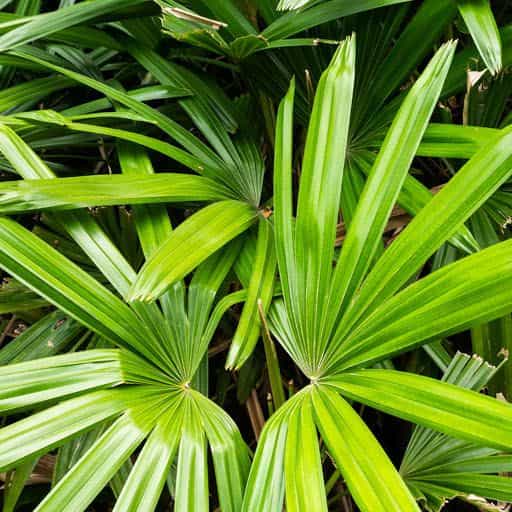 Dwarf Palmetto fronds close up.