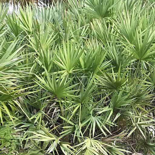 Dwarf Palmetto planted in the ground.