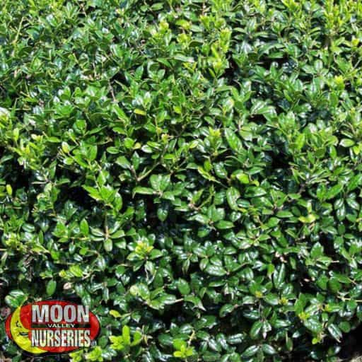 Dwarf Buford Holly close up