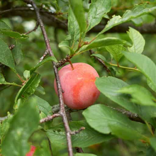 Elephant Heart Plum tree.