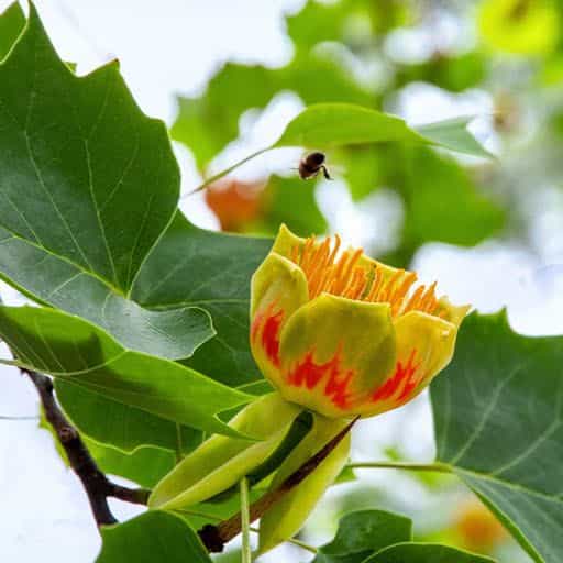 Emerald City Tulip tree bloom.