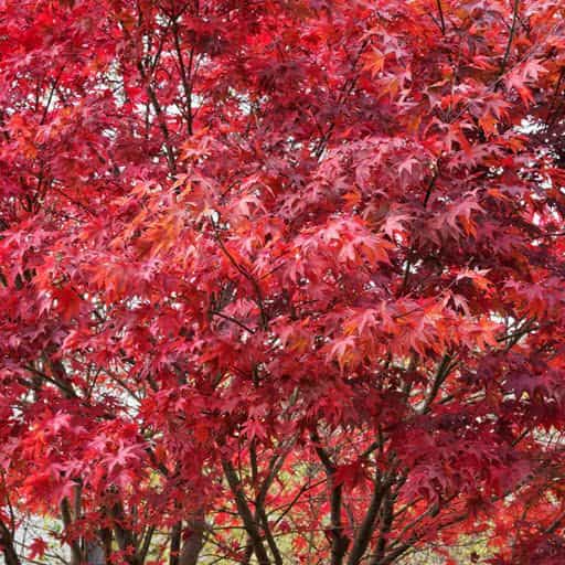 Canopy of the Emperor One Japanese Maple.
