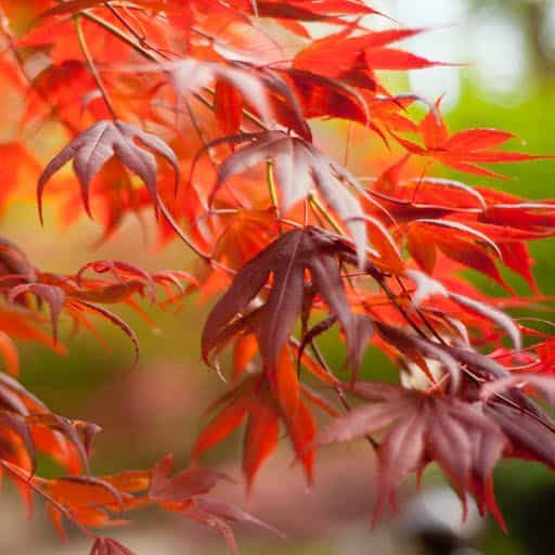 Foliage of the Emperor One Japanese Maple tree.