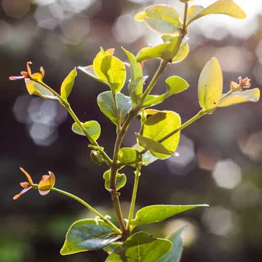 Eugenia foliage close up.
