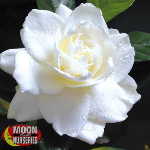 Everblooming Gardenia flower close up
