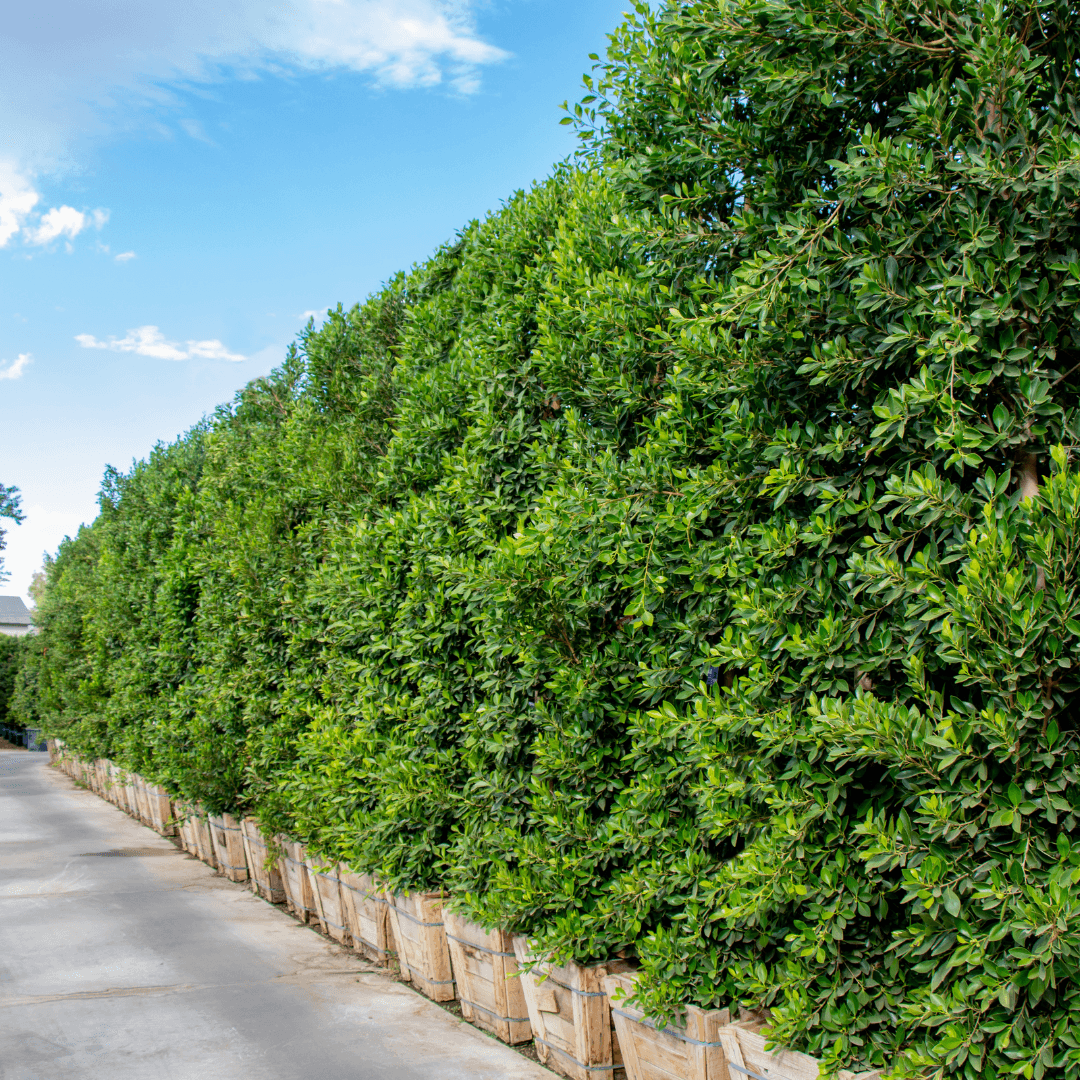 Ficus Indian Laurel Columns